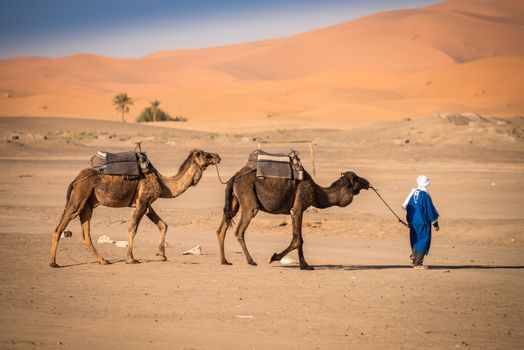 Berber man leading camel caravan, Hassilabied, Sahara Desert, Morocco