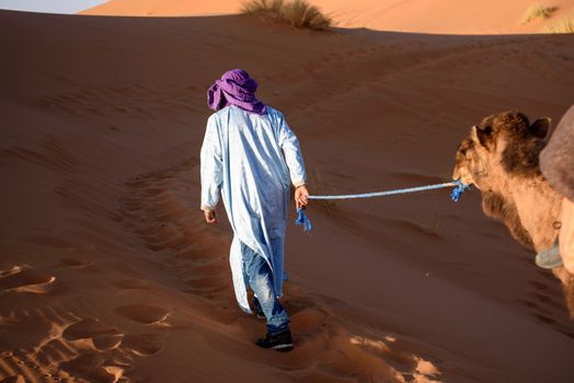 Berber man leading camel caravan, Hassilabied, Sahara Desert, Morocco
