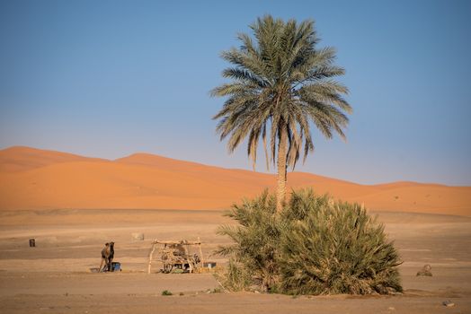 Oasis and camels in Hassilabied, Erg Chebbi, Sahara Desert, Moroco