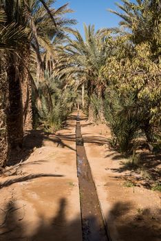 Village garden and oasis in Hassilabied, Erg Chebbi, Sahara Desert, Moroco