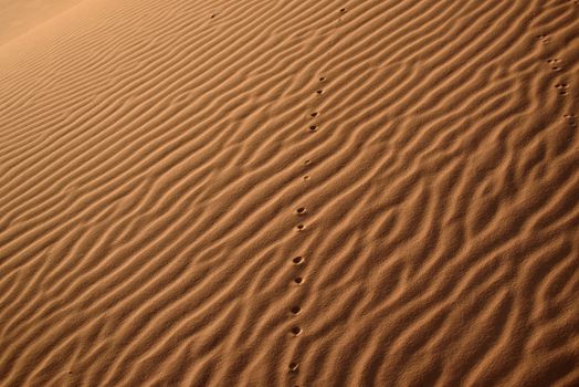 Sand dunes in the Sahara Desert, Erg Chebbi, Merzouga, Morocco