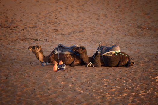 Camels at the sand dunes in the Sahara Desert, Erg Chebbi, Merzouga, Morocco