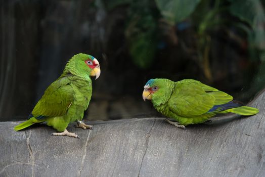 Beautiful parrot bird