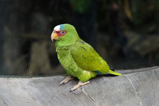 Beautiful parrot bird