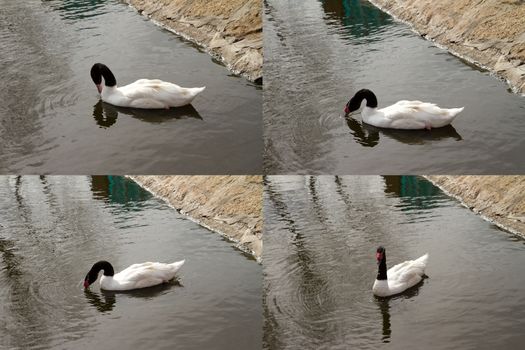 Collage of a white swan with black feathers on the neck