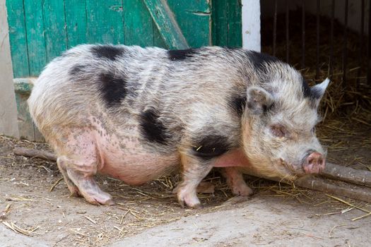 Big pink Vietnamese pot-bellied pig.