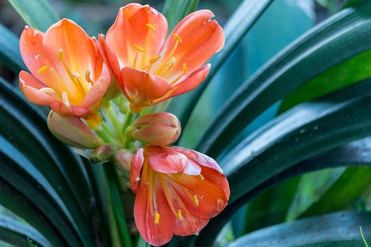 Spring, the beauty flowers on the succulent