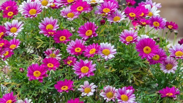 Close up purple flower daisy garden.