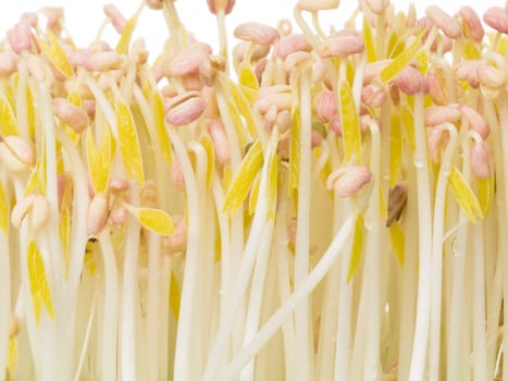 close up of bean sprouts