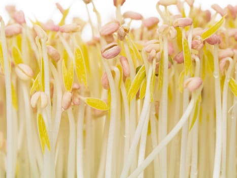 close up of bean sprouts