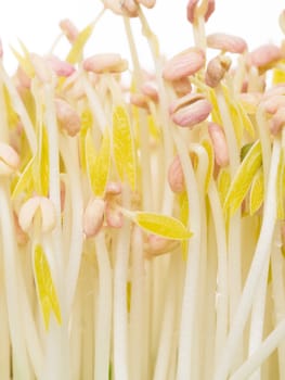 close up of bean sprouts