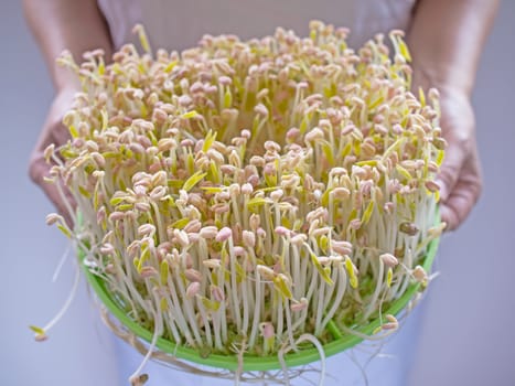 close up of bean sprouts