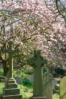 Gravestones with Pink Cherry Blossom