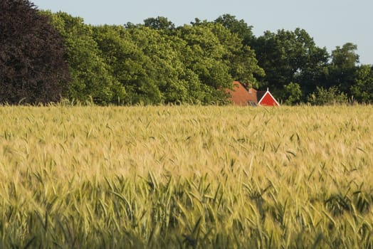 Rye field in the Achterhoek in Netherlands with an authentic farmhouse with red frame in the background
