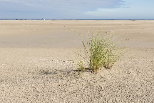 North Sea Beach with a plant marram grass on the island of Terschelling in the Netherlands
