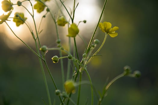 small yellow flower blossoming in the sunset