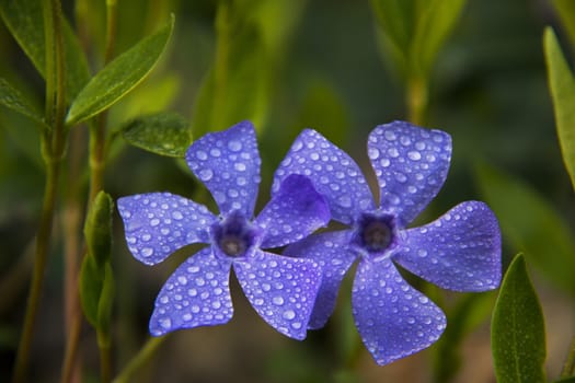 Violets among green leaves covered with dew