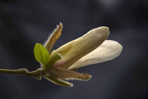 Bud of a yellow magnolia on a tree branch