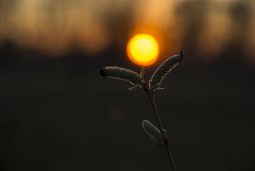willow sprout buds with red sun sunset
