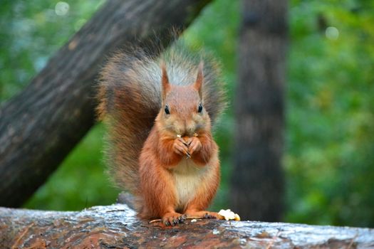 Red squirrel in the woods near a tree day