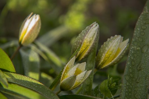 some buds of water lilies flowers yellow