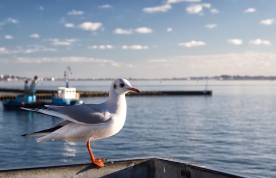 Lonely seagull in Poole  harbor, United Kingdom