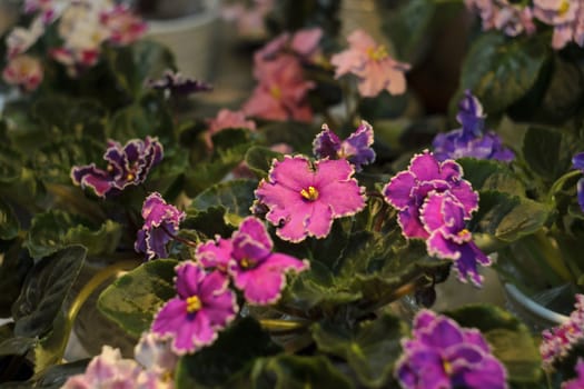 Several beautiful blooming flowers of violets in the sun 