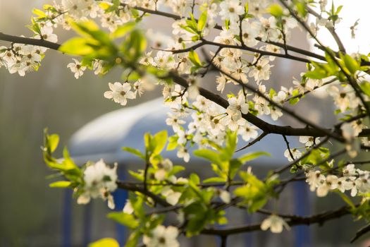 White Flowers On A Fruit Tree Branches Near The White Gazebo