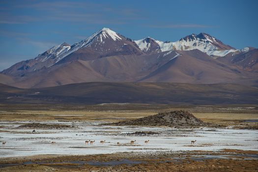 Family group of vicuna (Vicugna vicugna) crossing a salt pan high in the Atacama desert of north east Chile in Lauca National Park. In the background is the dormant Taapaca volcano (5860 m).