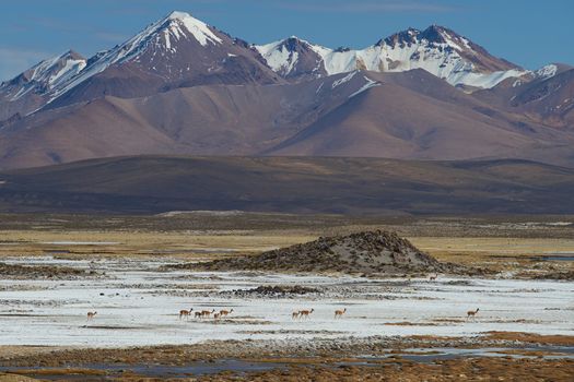 Family group of vicuna (Vicugna vicugna) crossing a salt pan high in the Atacama desert of north east Chile in Lauca National Park. In the background is the dormant Taapaca volcano (5860 m).