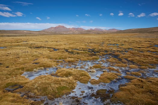 Wetland area, also known as a bofedal in Spanish, on the Altiplano of northern Chile in Lauca National Park. In the background is the dormant Taapaca volcano (5860 m).