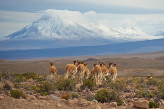 Group of vicuna (Vicugna vicugna) on the Altiplano of north east Chile in Lauca National Park. In the background is the snow capped cone of the Tacora volcano (5980 m).