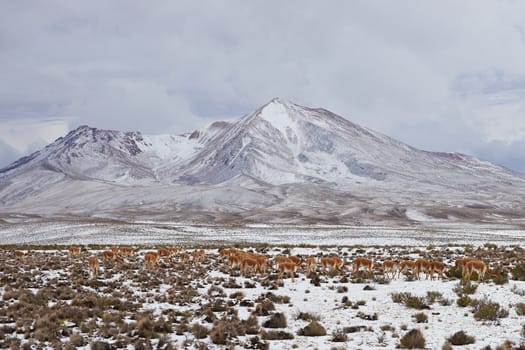 Large group of vicuna (Vicugna vicugna) grazing on the snow covered Altiplano of north east Chile in Lauca National Park. In the background is the dormant Taapaca volcano (5860 m).