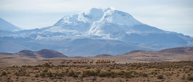 Large group of vicuna (Vicugna vicugna) on an open plain in Lauca National Park on the Altiplano in north east Chile. In the background is the snow capped active Guallatiri volcano (6063 m).