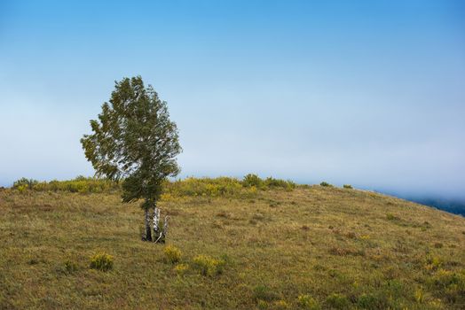 Alone tree in mountains in autumn day