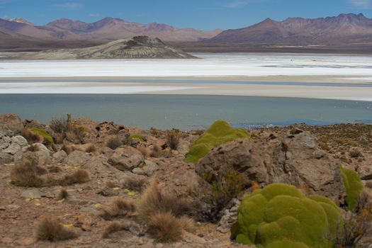 Cushion plants known as Azorella compacta, also called llareta in Spanish, around the edge of the Salar de Surire salt lake in Vicunas National Park on the Altiplano of north east Chile. The lake is home to three types of flamingos.
