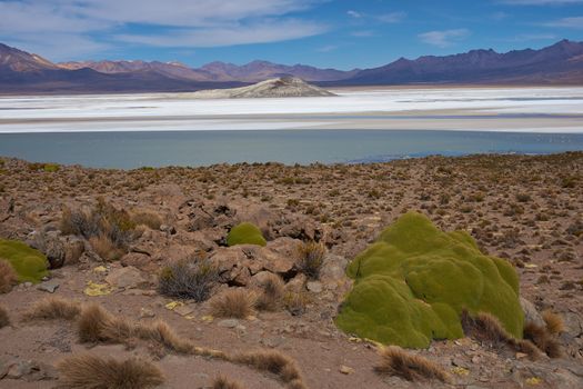 Cushion plants known as Azorella compacta, also called llareta in Spanish, around the edge of the Salar de Surire salt lake in Vicunas National Park on the Altiplano of north east Chile. The lake is home to three types of flamingos.