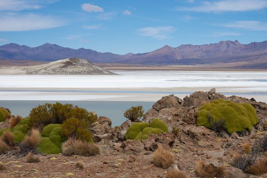 Cushion plants known as Azorella compacta, also called llareta in Spanish, around the edge of the Salar de Surire salt lake in Vicunas National Park on the Altiplano of north east Chile. The lake is home to three types of flamingos.