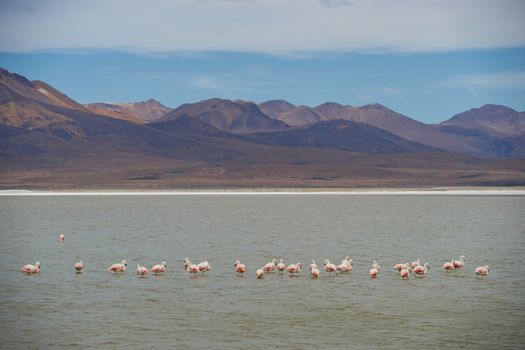 Flamingos in Salar de Surire, a salt lake in Vicunas National Park on the Altiplano of north east Chile. The lake is home to three types of flamingos.