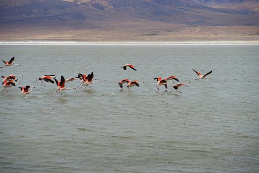 Group of wild Chilean Flamingos (Phoenicopterus chilensis) taking off from Salar de Surire, a salt lake over 4,000 metres high on the Altiplano of northern Chile in Vicunas National Park.