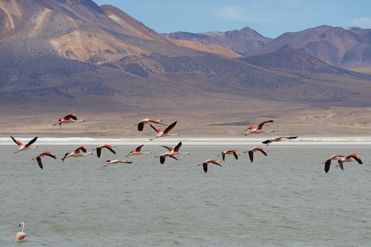 Group of wild Chilean Flamingos (Phoenicopterus chilensis) taking off from Salar de Surire, a salt lake over 4,000 metres high on the Altiplano of northern Chile in Vicunas National Park.