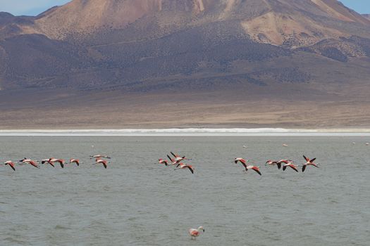 Group of wild Chilean Flamingos (Phoenicopterus chilensis) taking off from Salar de Surire, a salt lake over 4,000 metres high on the Altiplano of northern Chile in Vicunas National Park.