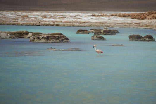 A lone Chilean Flamingo (Phoenicopterus chilensis) standing in a hot spring at Salar de Surire, a salt lake over 4,000 metres high on the Altiplano of northern Chile in Vicunas National Park.