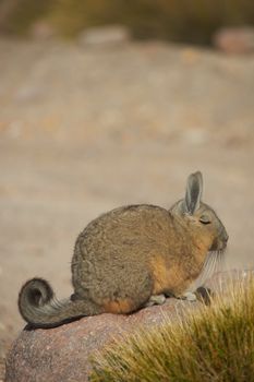 Mountain Viscacha (Lagidium viscacia) sitting on a rock in Vicunas National Park at an altitude of over 4,000 metres on the Altiplano of northern Chile.