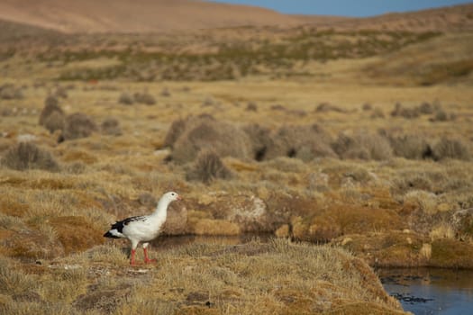 Male Andean Goose (Chloephaga melanoptera) on a mashy plain on the Altiplano of northern Chile in Lauca National Park.
