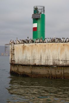 Large numbers of seabirds on the quayside at the entrance to the harbour in Arica, Chile.