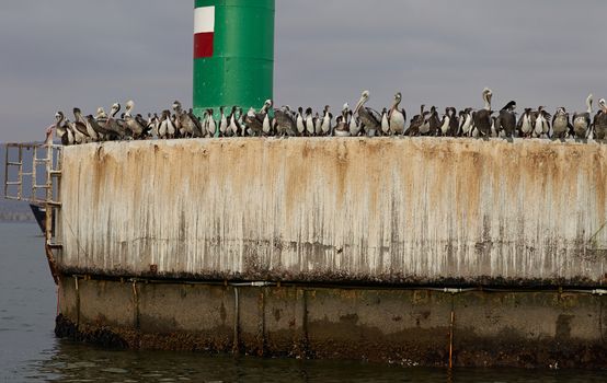 Large numbers of seabirds on the quayside at the entrance to the harbour in Arica, Chile.
