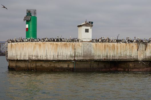Large numbers of seabirds on the quayside at the entrance to the harbour in Arica, Chile.