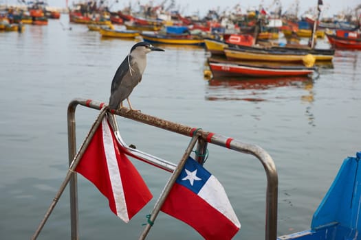 Black Crowned Night Heron (Nycticorax nycticorax) perched on a fishing boat in the harbour at Arica in Northern Chile.