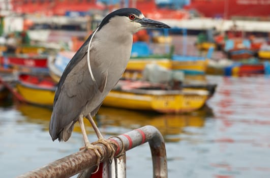Black Crowned Night Heron (Nycticorax nycticorax) perched on a fishing boat in the harbour at Arica in Northern Chile.